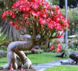 Rosa do Deserto: Como Cuidar e Garantir sua Beleza Singular